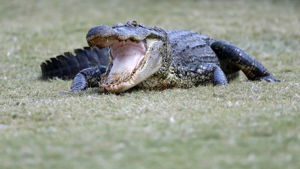 Florida Golf Course Has Unexpected New Obstacle—Ball-Stealing Alligators
