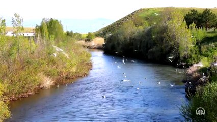 İnci kefalinin zorlu yolculuğu su altı kamerasında