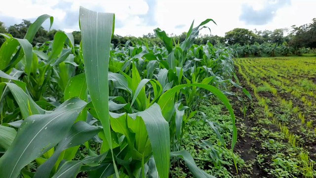 Productores rivenses optimistas con el ciclo agrícola
