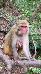 Little monkey is so cute 6