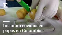 1.300 kilos de cocaína incautada en papa y yuca en Colombia |EL PAÍS