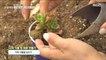 [INCIDENT] You can plant succulents in a cup that you drank?!, 생방송 오늘 아침 220616