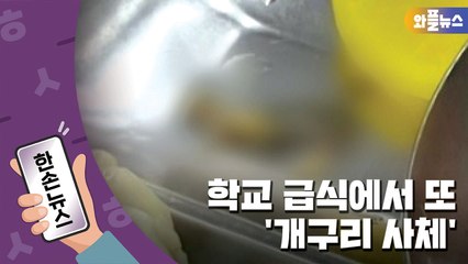 [한손뉴스] 급식용 열무김치 국수에서 '죽은 개구리' 발견 / YTN