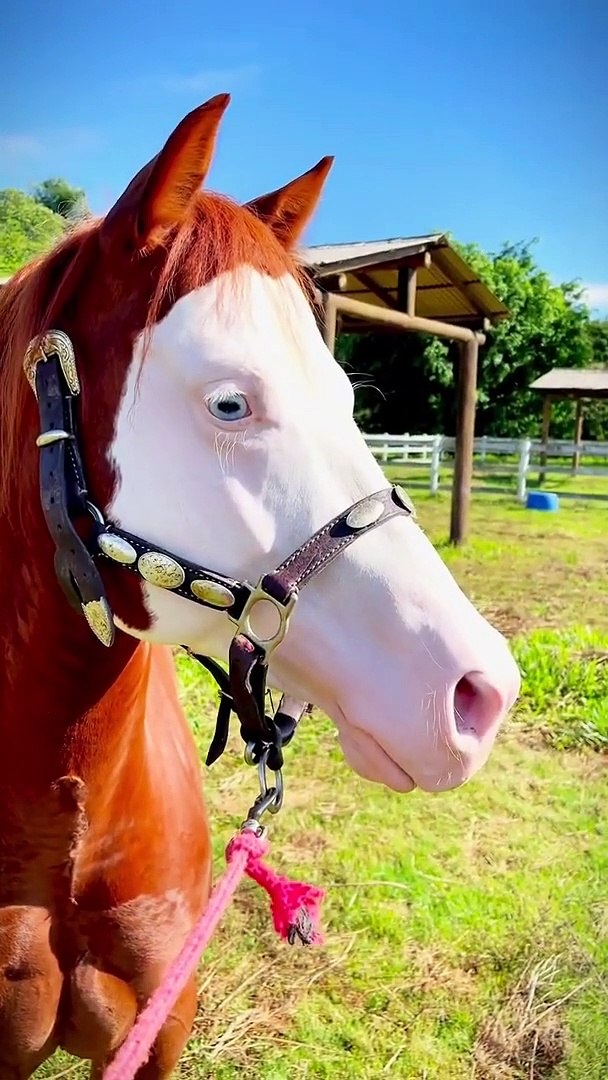 Que cavalo mais lindo