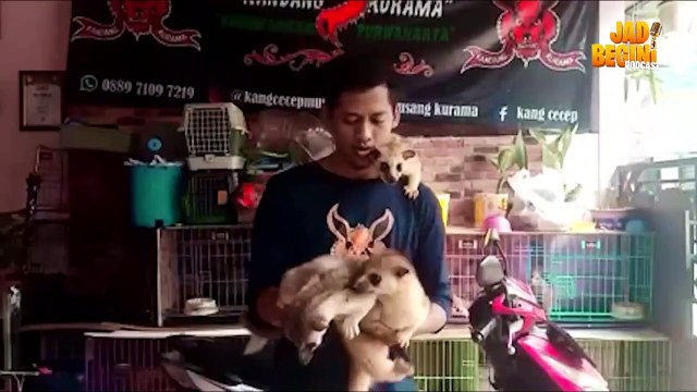 WARGA PURWAKARTA INI RAUP CUAN JUTAAN RUPIAH PER BULAN DARI TERNAK MUSANG! | JADI BEGINI PODCAST #78