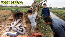 Using a Snake Detector Detects a Nest of 100 Cobras || Giant King Cobra Hunter