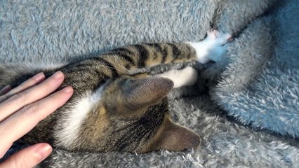 I Purr and Make Biscuits