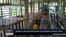 Inspiratif, Pegawai BUMN di Semarang Resign Pilih Beternak Kambing Perah