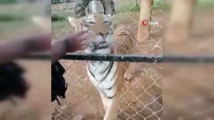 Meksika'da bakıcısı olduğu kaplanın saldırısına uğrayan kişi öldü