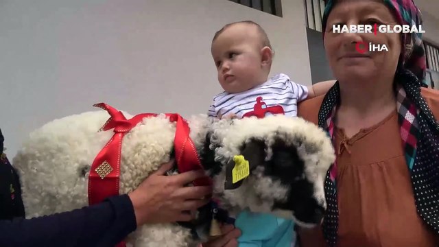 ‘Anne’ diye meleyen kuzu herkesi şaşırttı!