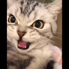 OMG ! Funny cat compilation video | Animals funny | try to not laught