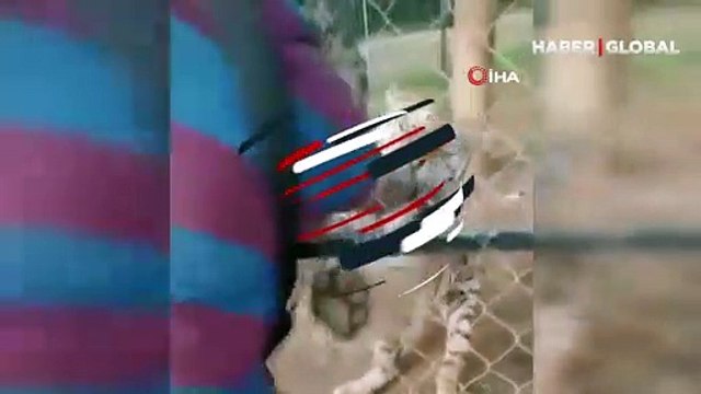 Dehşet anları kamerada: Bakıcısı olduğu kaplanın saldırısına uğradı!