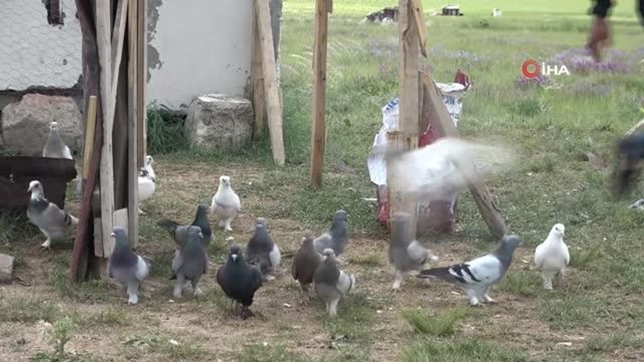 20 bin lira değerindeki taklacı güvercinleri çaldılar, yoldukları tüyleri çevreye yayarak hırsızlığı tilkinin üzerine atmaya çalıştılar