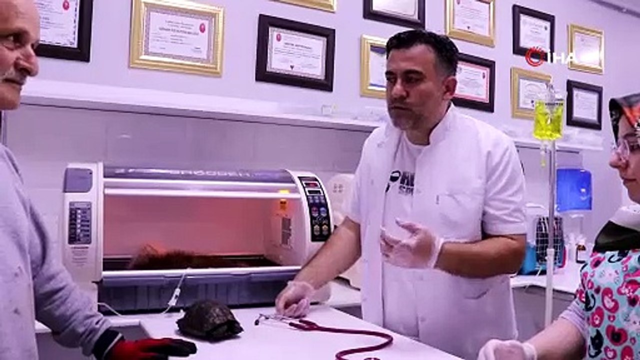 Ölmek üzere olan domuz yavrusunu 5 kilometre sırtında taşıyarak veterinere götürdü