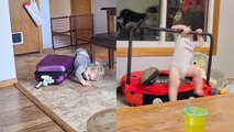 'Crazy toddler realizes that the normal lifestyle isn't for him *Fails Compilation*'