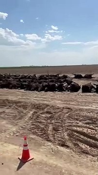 Plus de 3000 vaches mortes en un weekend dans un ranch au Kansas