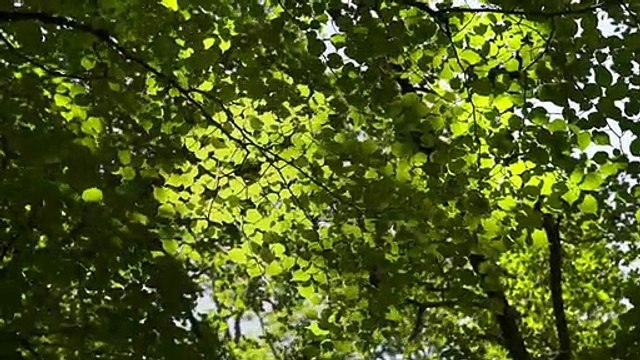 Menaces sur la forêt française