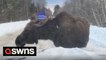 US driver has close encounter with moose after it blocked her car and ate snow off the bonnet