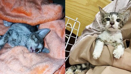 Heroic UAE Girl Rescues  Takes Care of Skinny, Blind Kitten