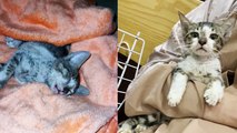 Heroic UAE Girl Rescues  Takes Care of Skinny, Blind Kitten