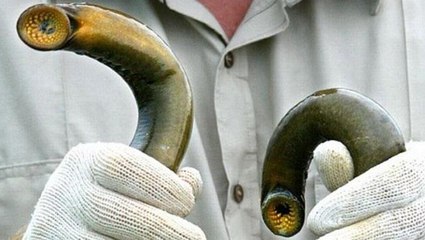 Ne balık ne de yılan! Balıkçıyı nehirden karaya kadar kovaladı