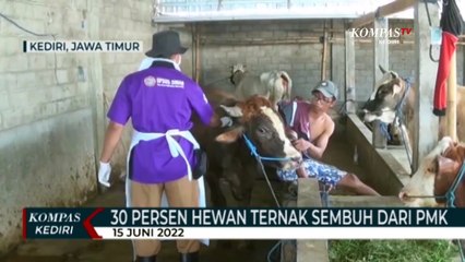 30 Persen Kasus Penyakit Mulut Dan Kuku di Kediri Dinyatakan Sembuh