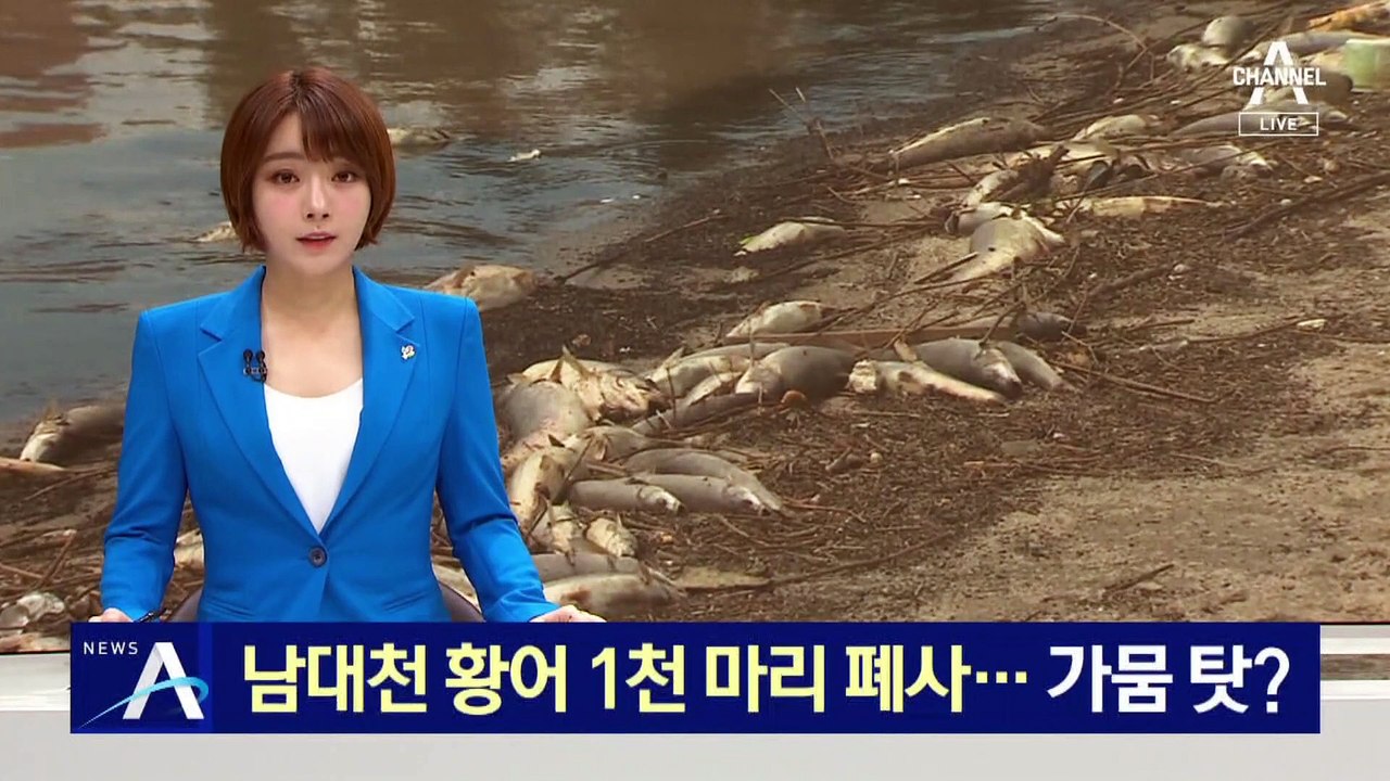 강릉 남대천 하구 황어 1천 마리 폐사…가뭄 탓?