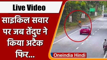 Assam Kaziranga National Park: साइकिल सवार पर Leopard Attack, देखें Video | वनइंडिया हिंदी | *News