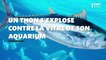 Collision mortelle : un thon s'explose contre la vitre de son aquarium, la vidéo est déconseillée aux plus sensibles...