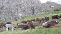 Munzur Dağlarında yabani hayvan popülasyonu arttı... Dağ keçileriyle birlikte otlayan inek sürüsü kameraya yansıdı