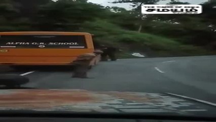 நானும் ஸ்கூலுக்கு வர்றேன்; பள்ளி வாகனத்தை வழிமறித்த காட்டு யானை!