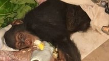 Guinée : les chimpanzés sauvés du braconnage