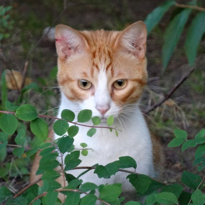 Wenn man Katzen Liebe zeigt, kratzen sie eher an Sofas