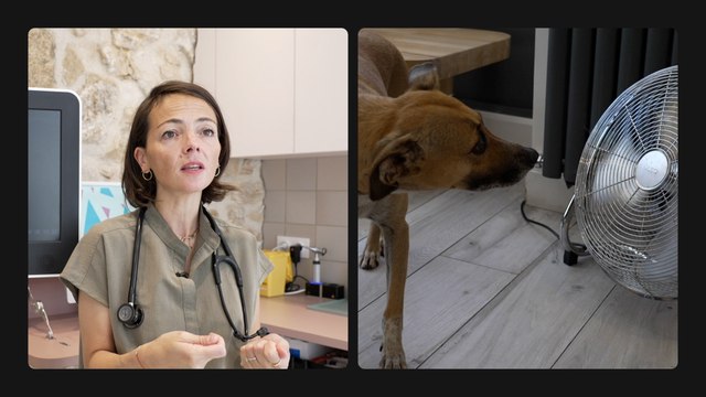 3 conseils pour protéger vos chiens et chats de la chaleur