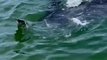 900-lb Turtle Rescued After Getting Tangled in Buoys