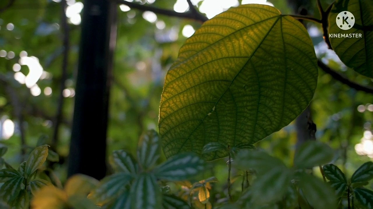 Pemandangan