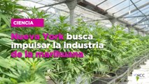 Nueva York busca impulsar la industria de la marihuana