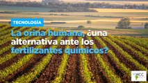 La orina humana, ¿una alternativa ante los fertilizantes químicos?