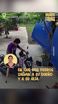 Valientes perros salvan a su dueño del ataque de una cobra