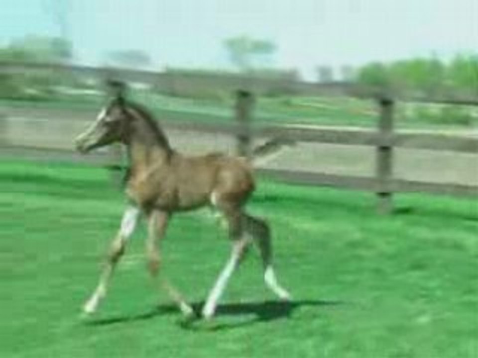 Pur sang arabe (1) - Pur, sang, arabe,