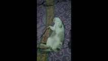 Funny cats | sleeping cats | kucing tidur lucu