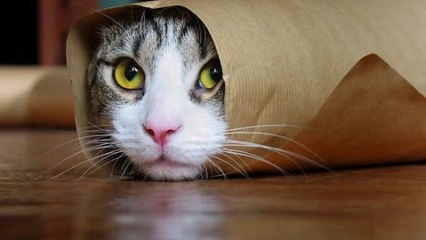 FUNNY CAT COMPILATION EPIC MOMENT