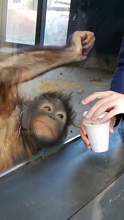 عمل مقلب ف القرد واتصدم  | Making a prank in the monkey