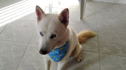 TENTANDO LEVAR MEU HUMANO PARA PASSEAR