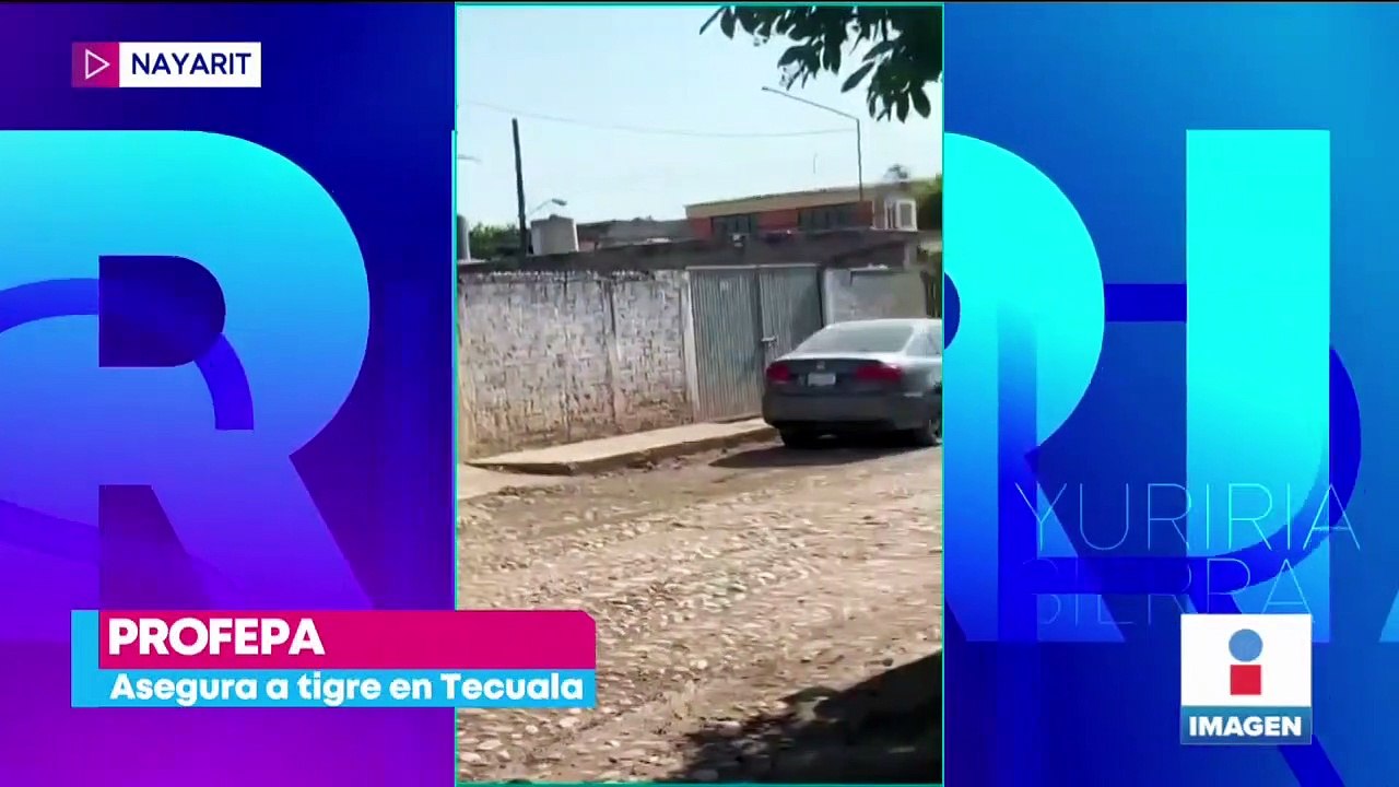 Profepa asegura al tigre que deambulaba por calles de Tecuala