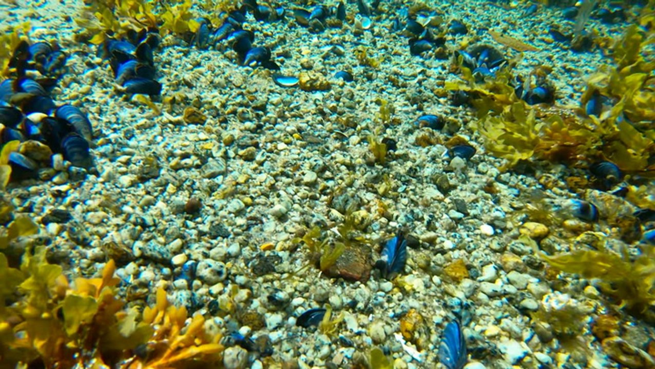 Kelp can decrease ocean acidification and help bivalves like oysters thrive, study finds