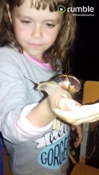 Гигантские Улитки очень милые насекомые