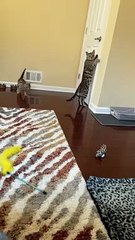 Adult Bengal Cat Teaching Kitten How to Open Doors