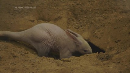 Aardvark pup makes its debut at San Diego Zoo