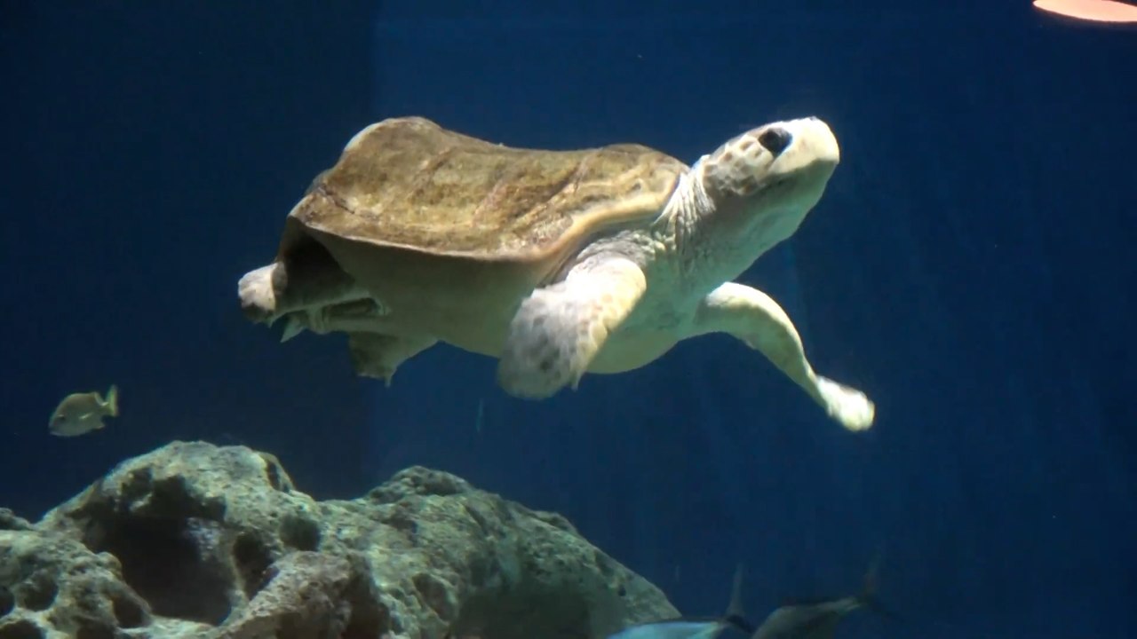 Odysea Aquarium Sea Turtles